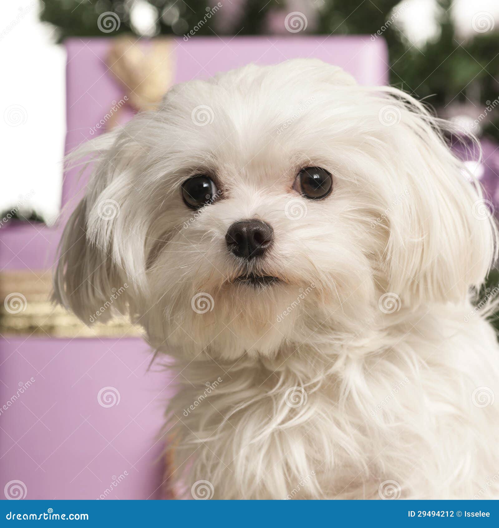 Maltese in Front of Christmas Decorations Stock Photo Image of gift