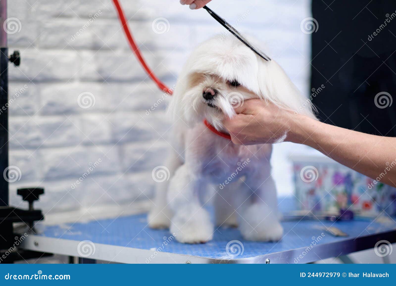 Maltese Lapdog while Shearing Dog`s Head with Scissors Stock Image