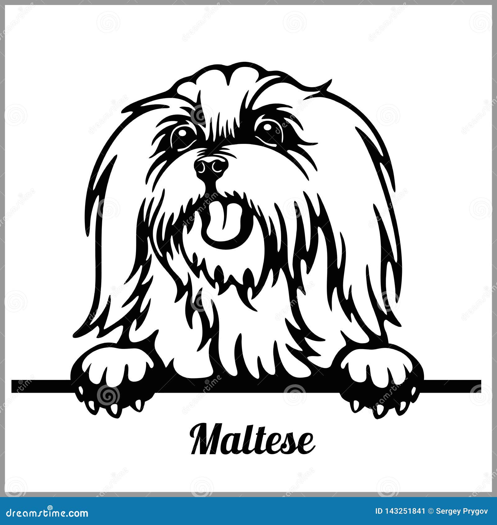 maltese - peeking dogs - - breed face head  on white