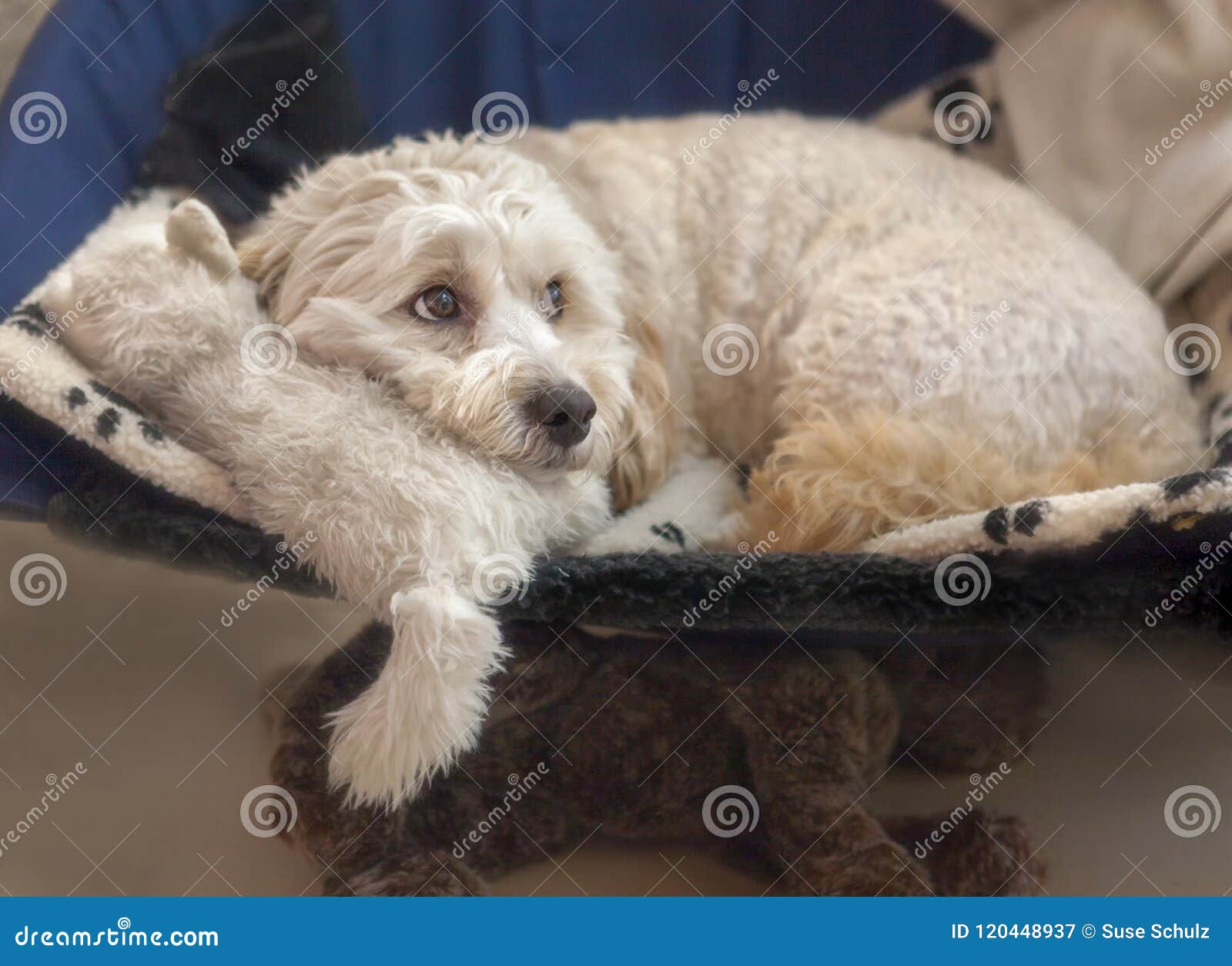 Maltese-Poodle Mix Maltipoo Puppy Dog Soft Toys Stock Image - of canine, resting: 120448937