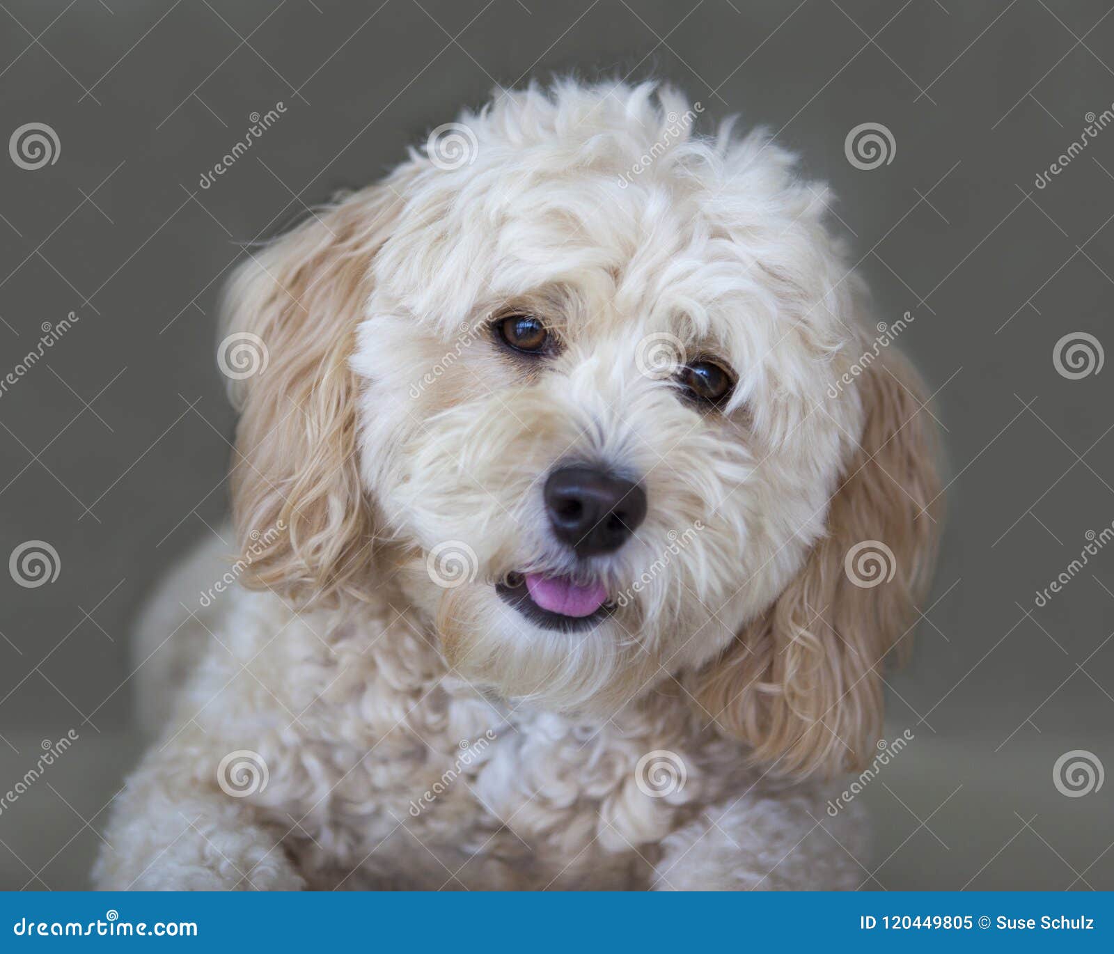 maltese mini poodle