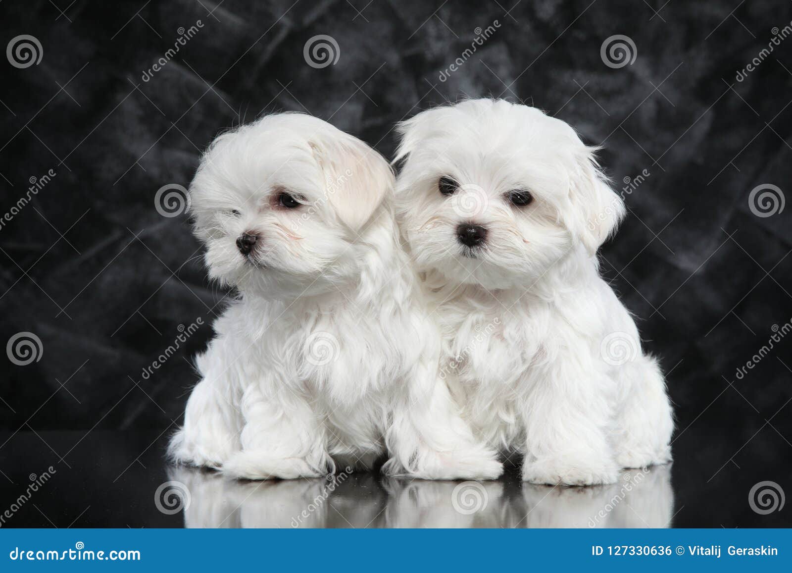 maltese puppies for sale