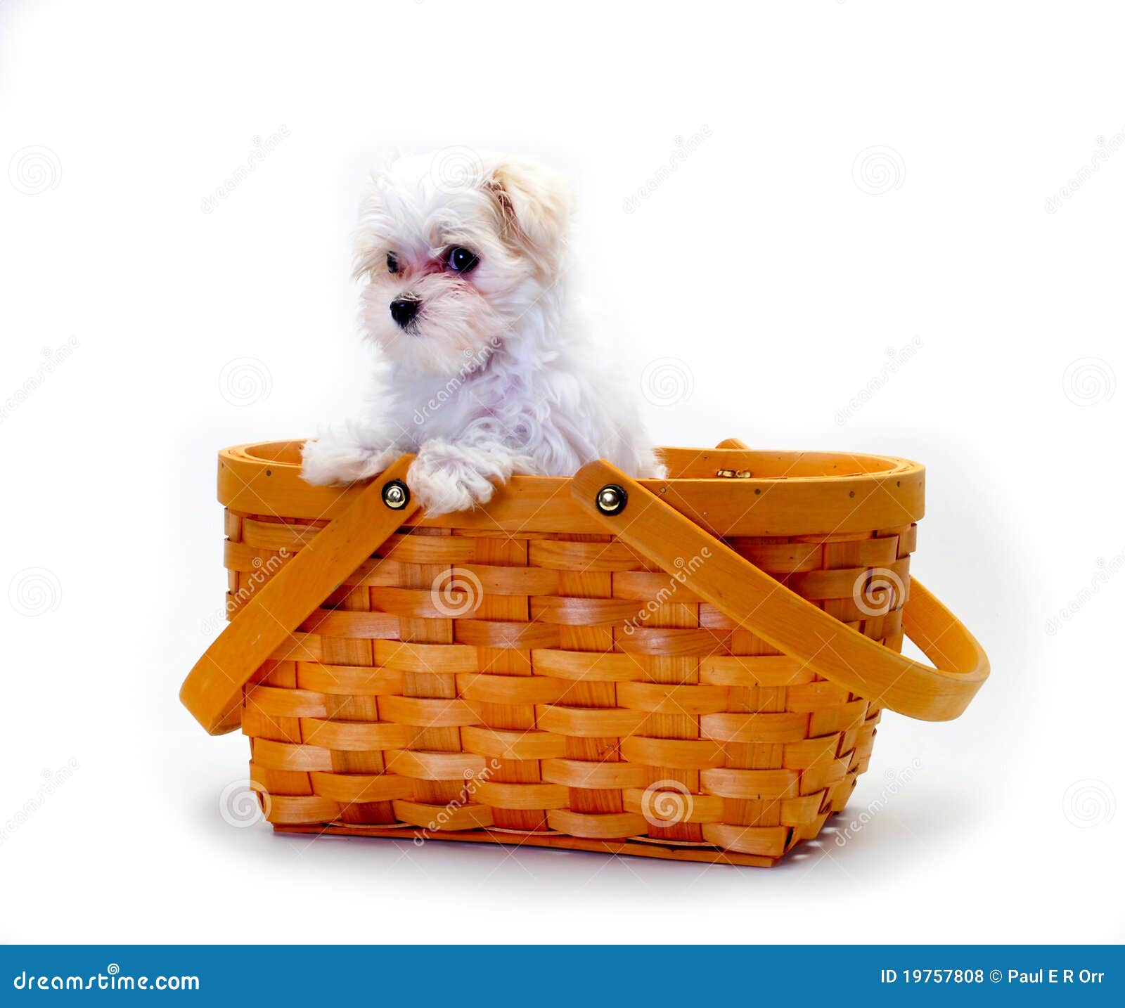 Maltese Puppy in basket stock photo. Image of animal 19757808
