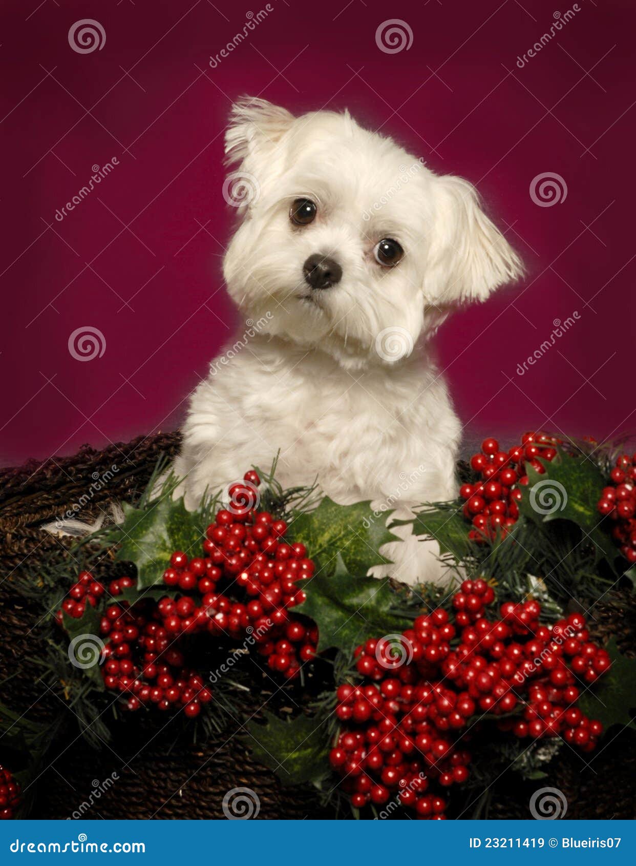 Maltese Puppy in a Christmas Basket Stock Image Image of season