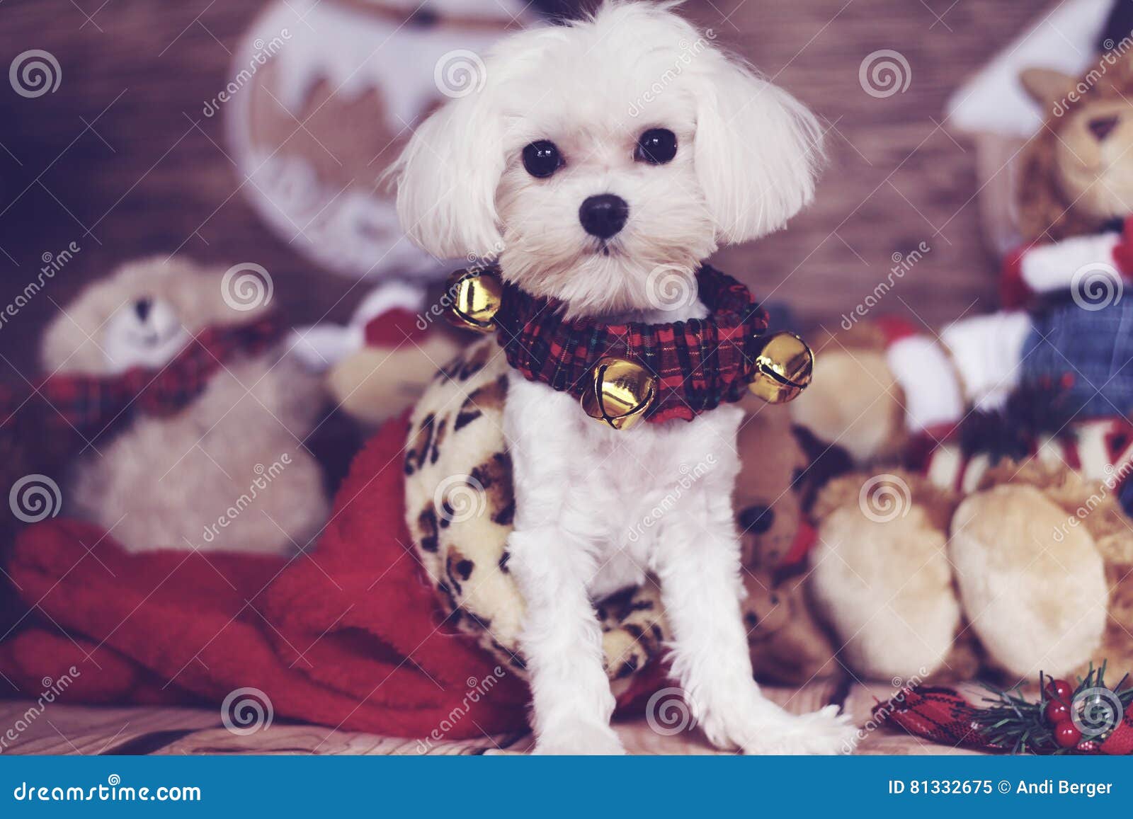 Maltese Puppy in a Christmas Stocking Stock Image Image of looking