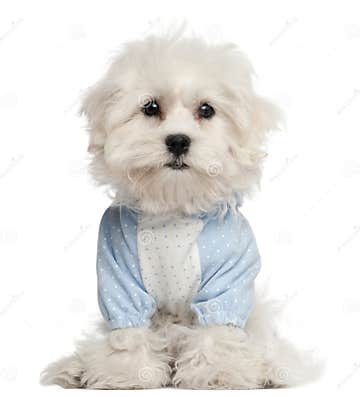 Maltese Puppy Dressed in Blue, 3 Months Old Stock Photo - Image of ...