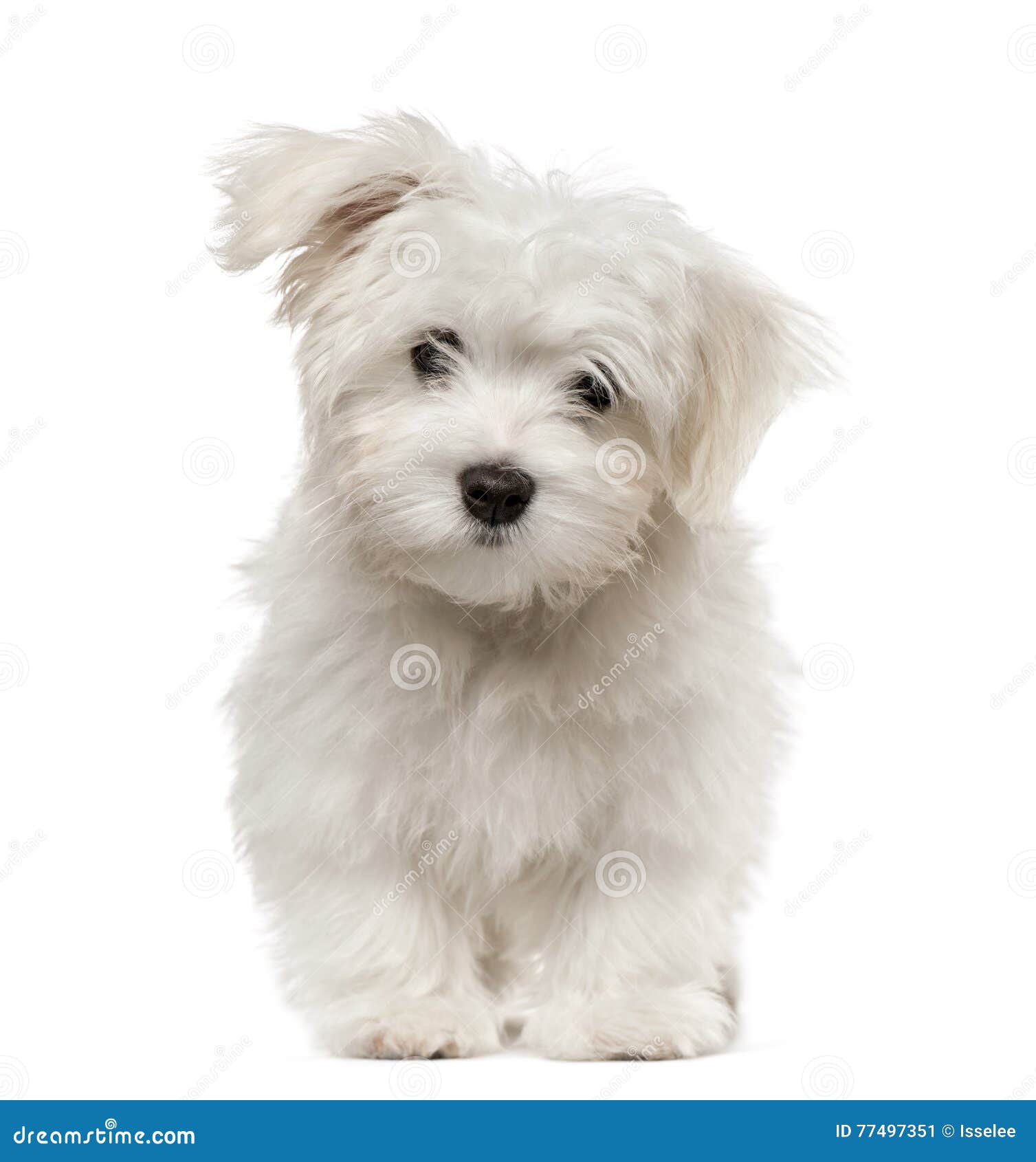 4 month old maltese