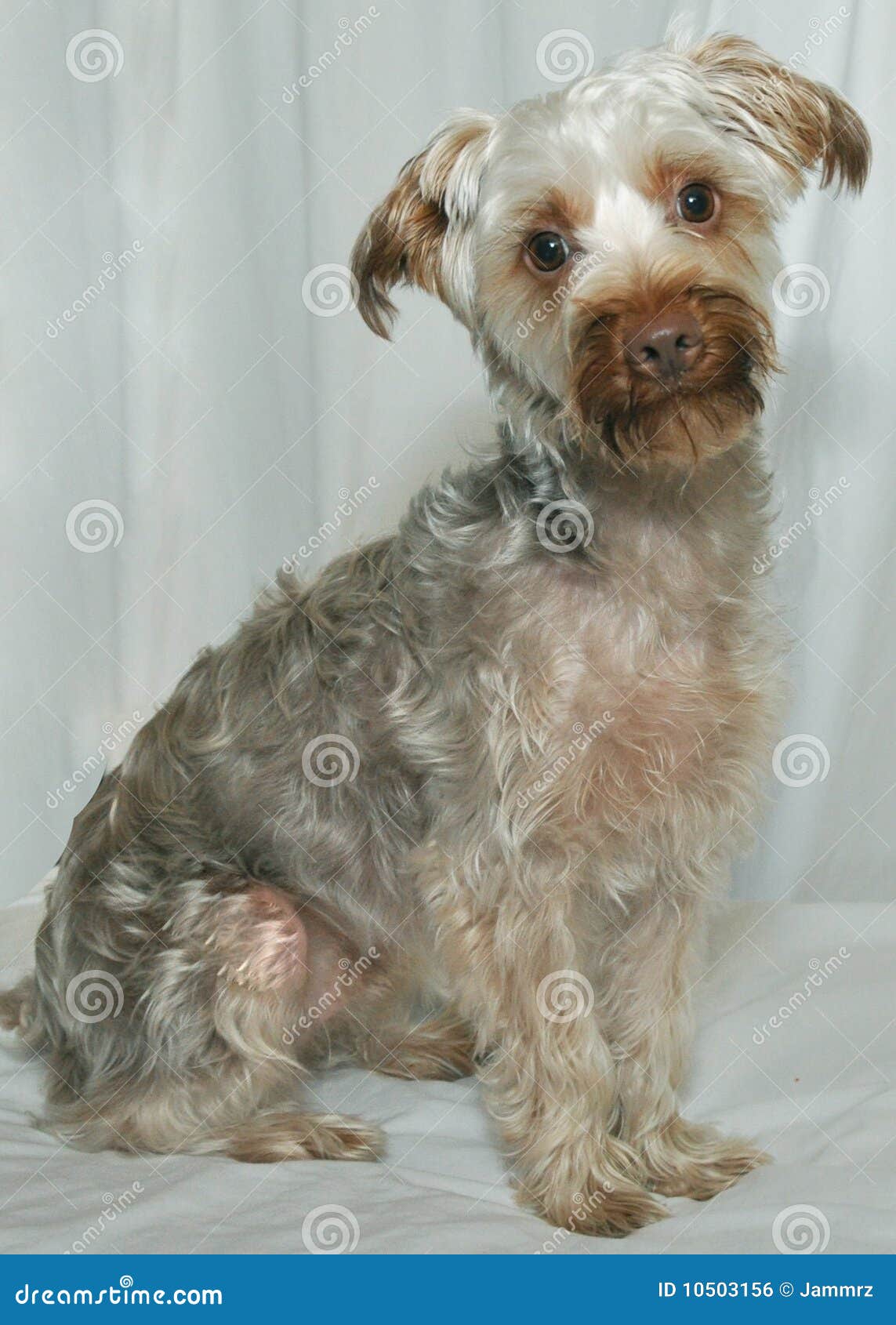 maltese schnauzer poodle mix