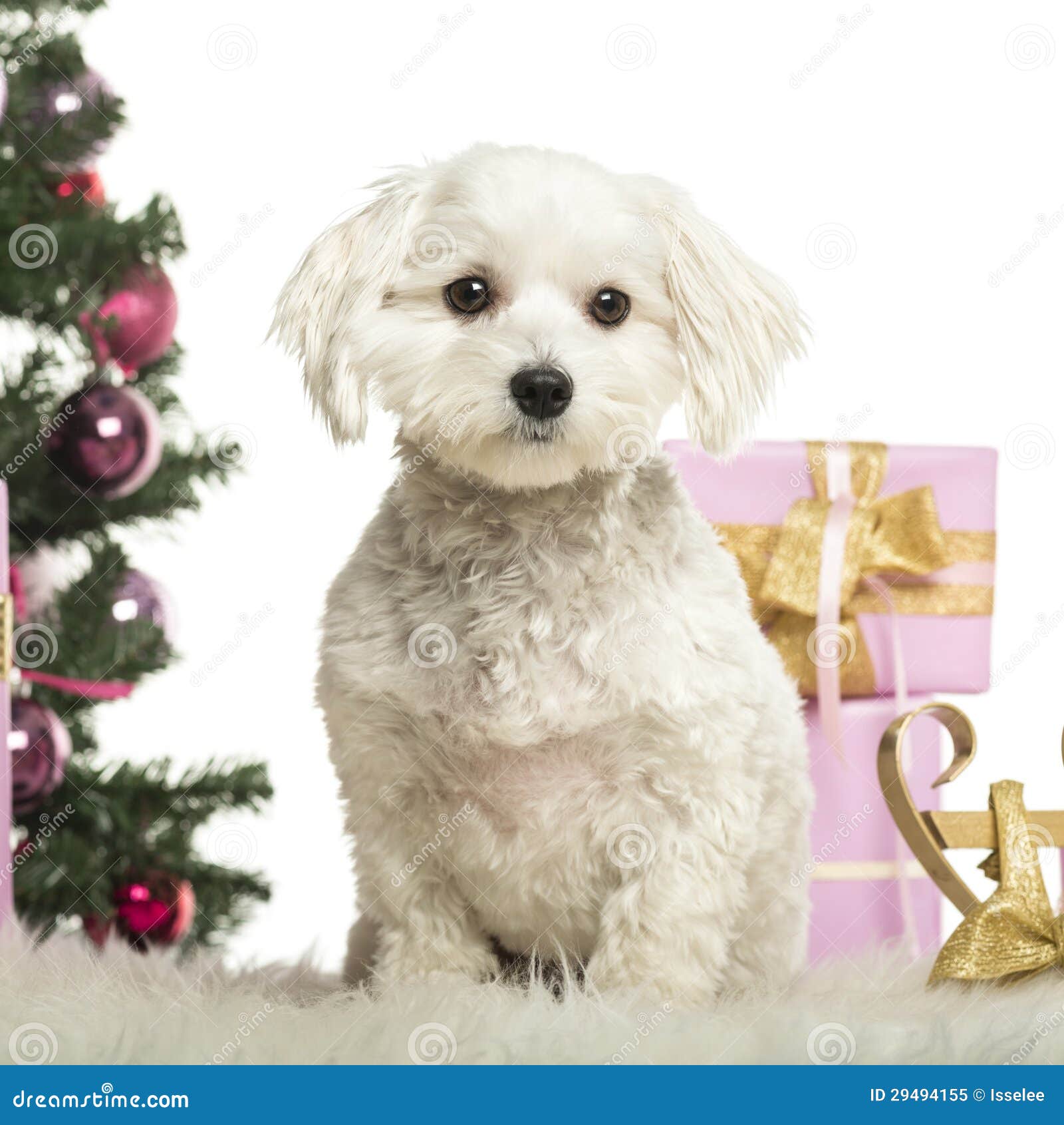 Maltese Sitting in Front of Christmas Decorations Stock Image Image