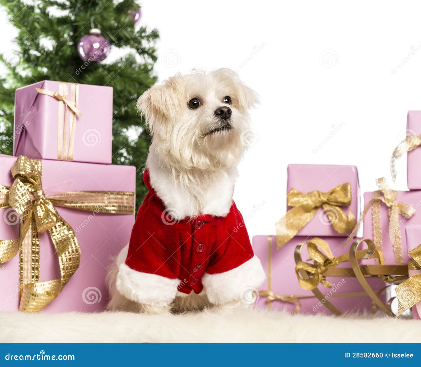 Maltese Sitting and Wearing a Christmas Suit Stock Photo Image of