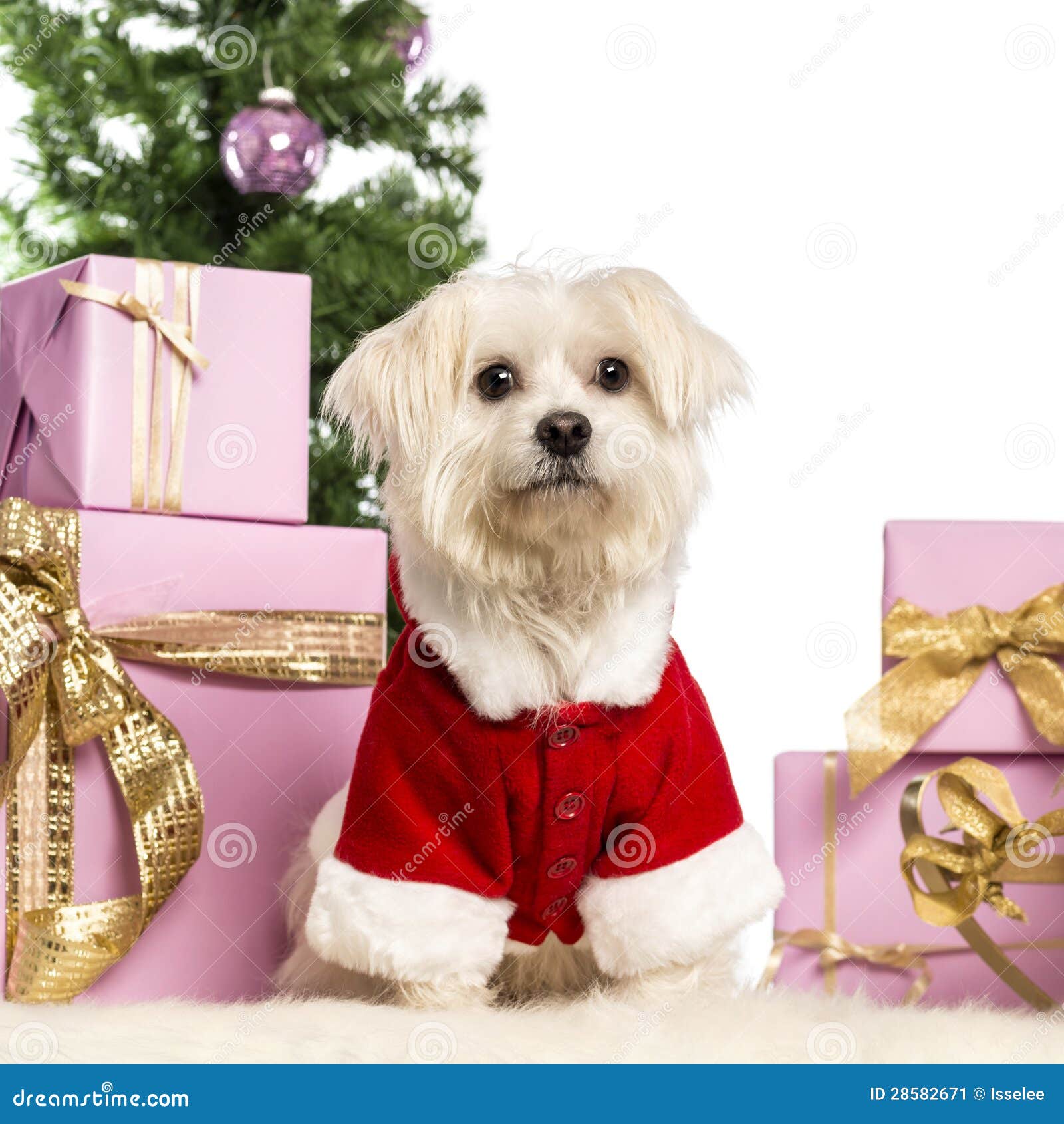 Maltese Sitting And Wearing A Christmas Suit Stock Image Image of