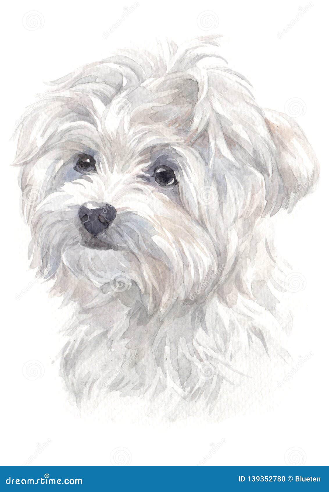 maltese breed of white dog water colour painting 024