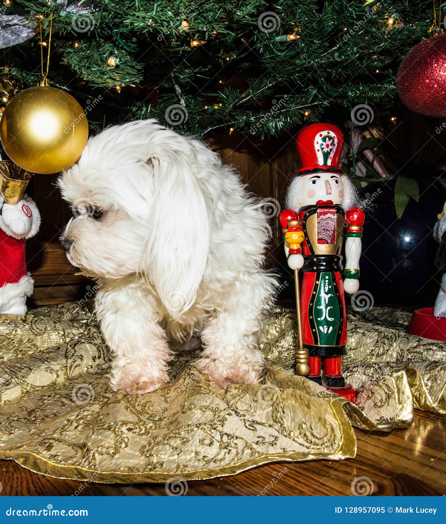 Maltese White Dog Under the Christmas Tree Stock Image Image of white