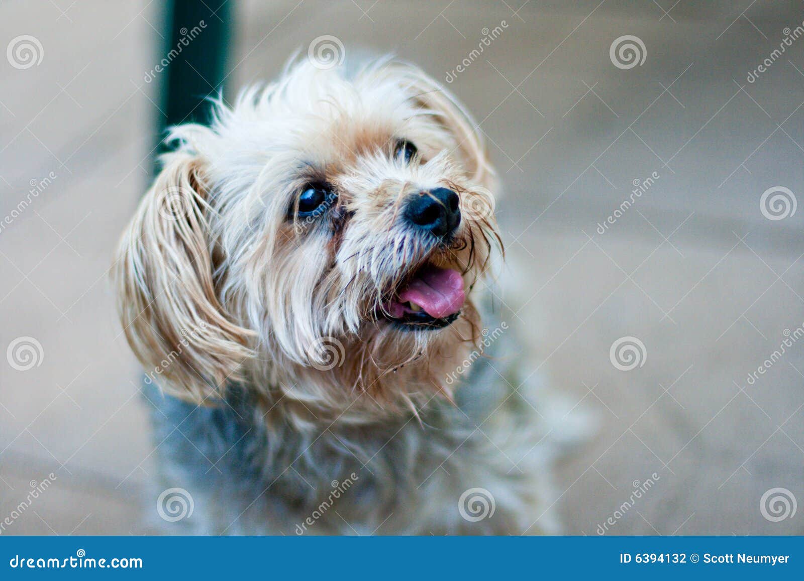 maltese yorkie