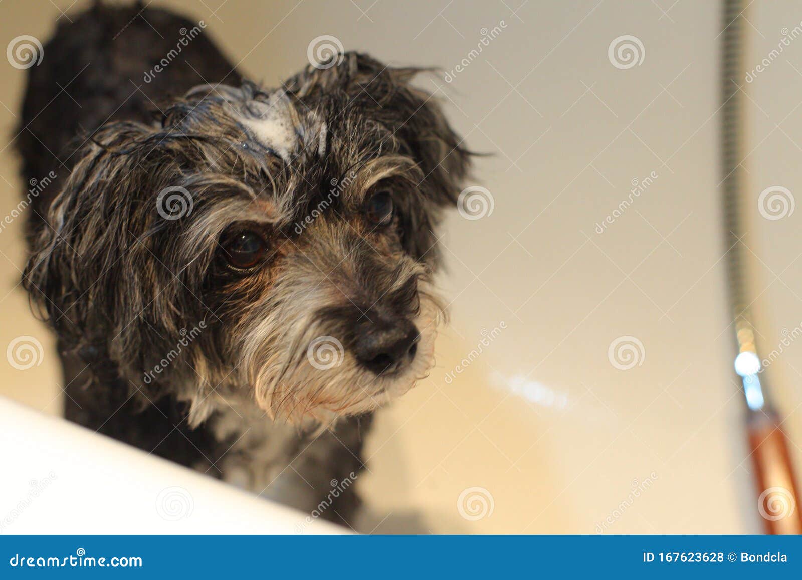 A Maltipoo Getting Shampooed Stock Photo Image of bath, little 167623628