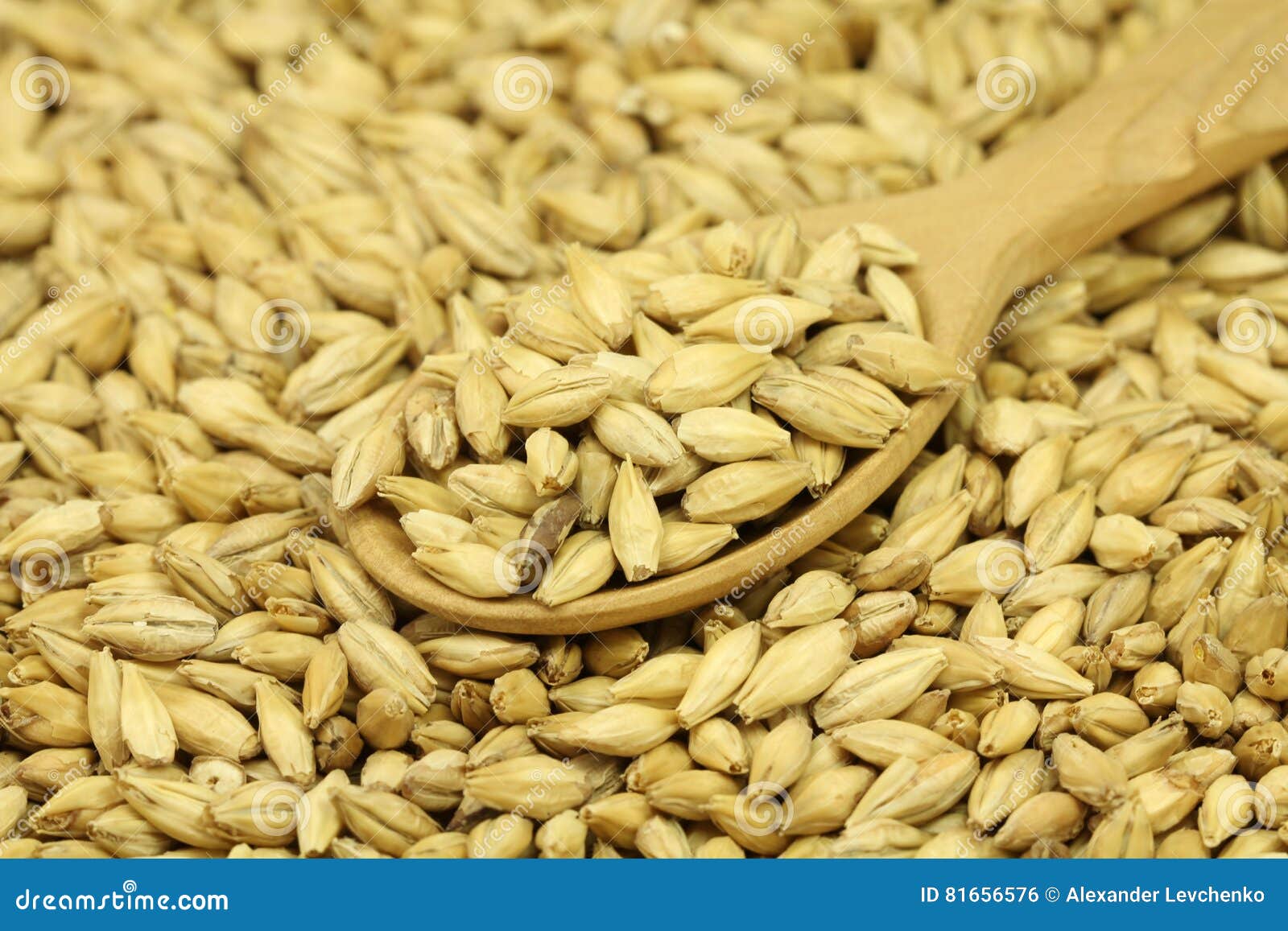 Malto D'orzo Del Grano in Un Cucchiaio Di Legno Fotografia Stock - Immagine  di legno, utensili: 81656576