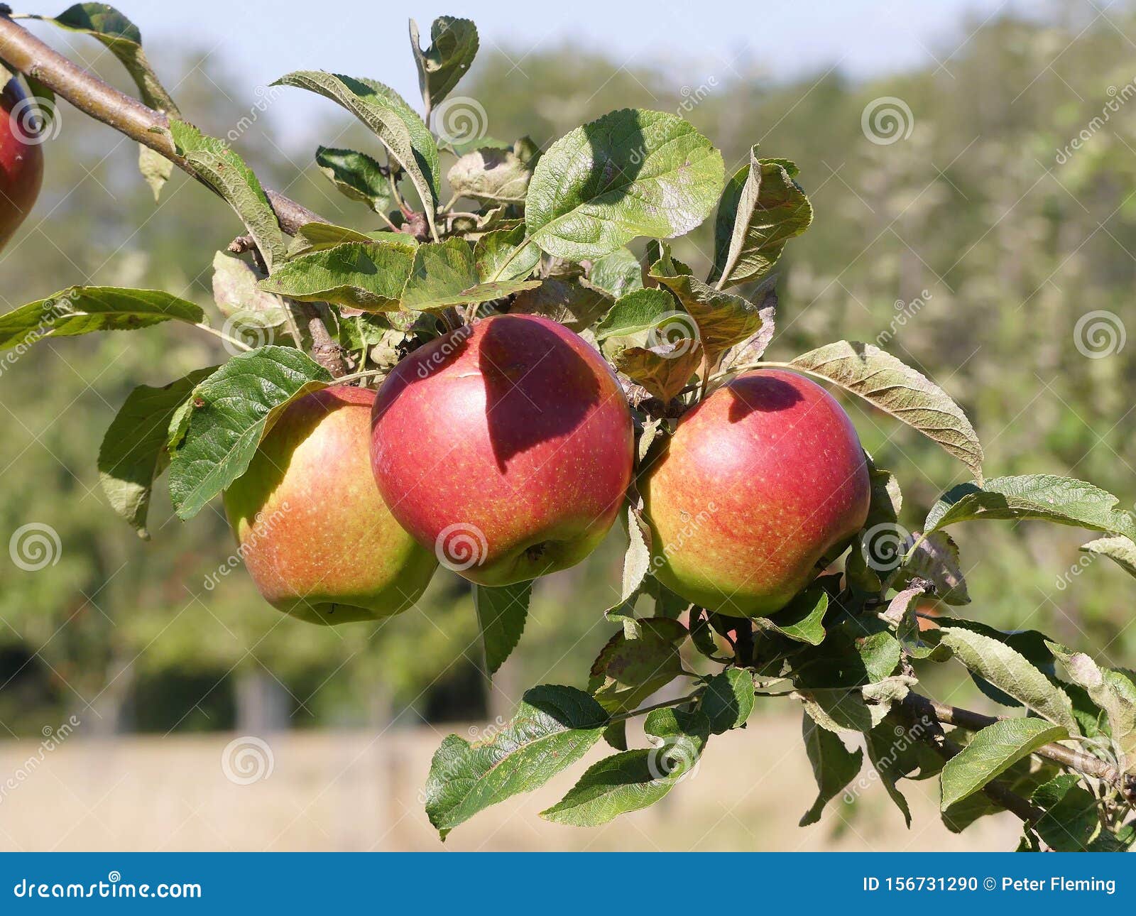 malus domestica dawn apple. a red late dessert apple with sweet-sharp raspberry flavour.