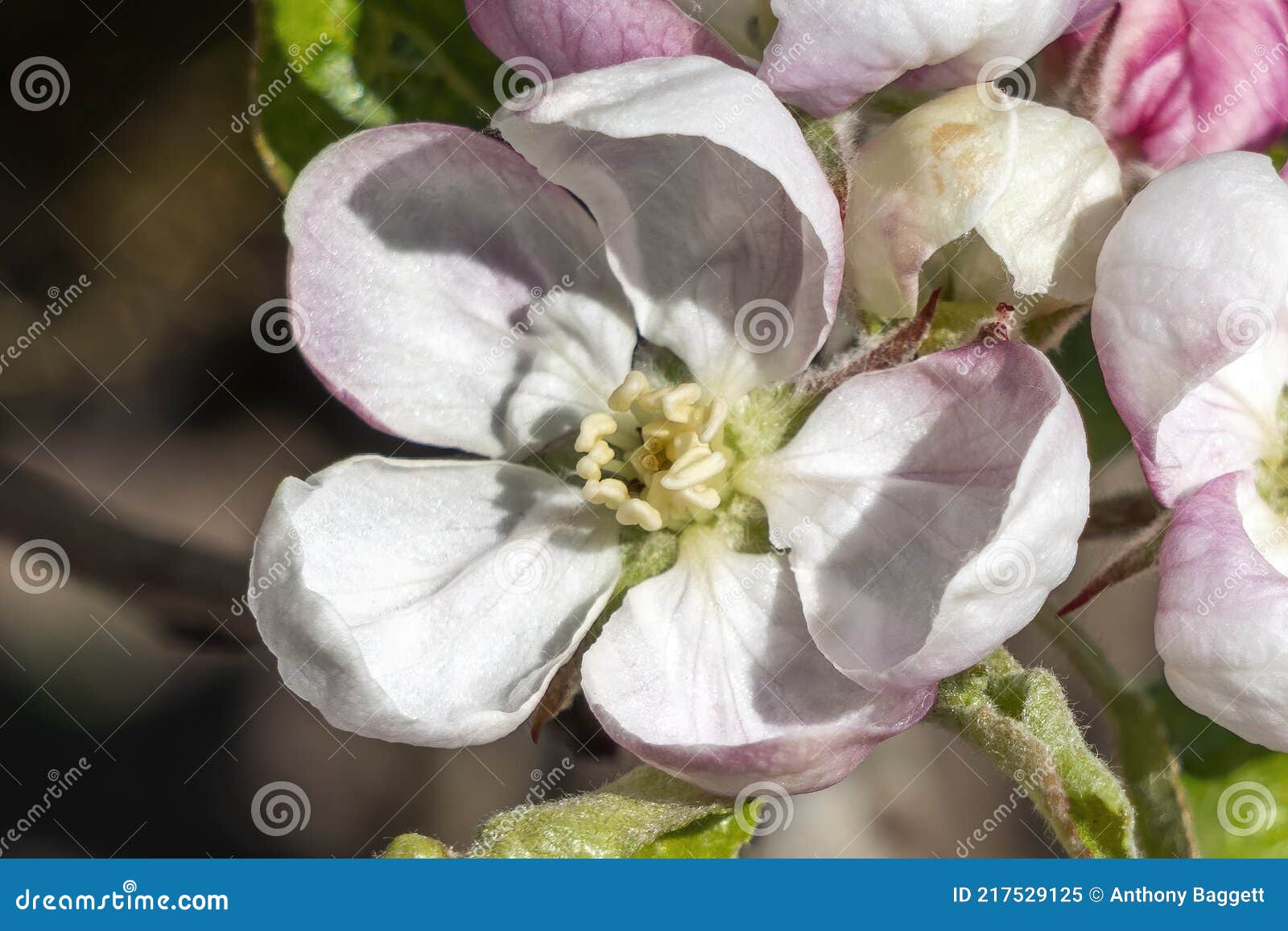 malus domestica `scrumptious` apple blossom