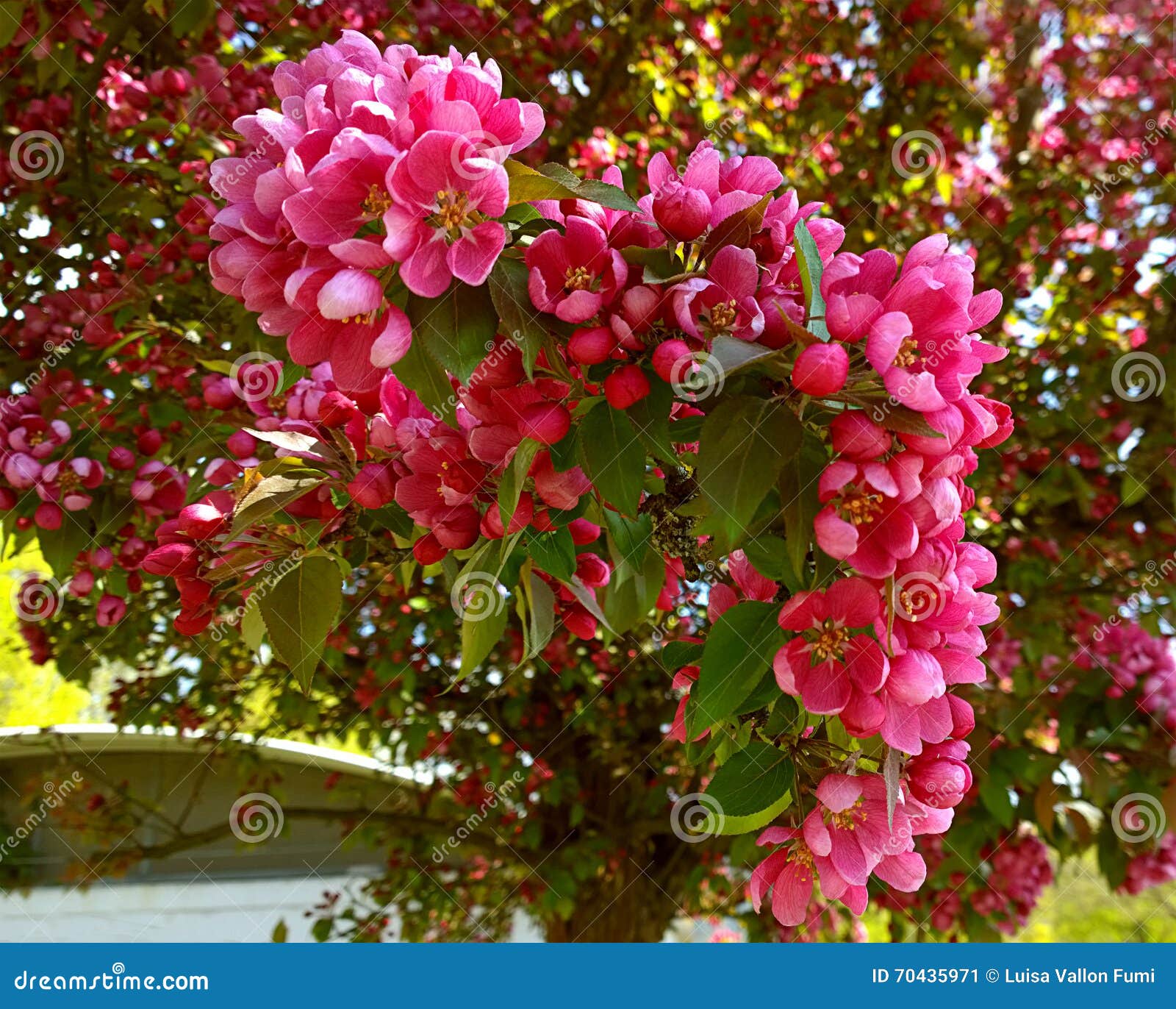 Malus purpurea Eleyi, ornamental apple tree, purple flowers. Beautiful red pink and purple flowers of crab apple tree, with the botanical name of Malus purpurea Eleyi