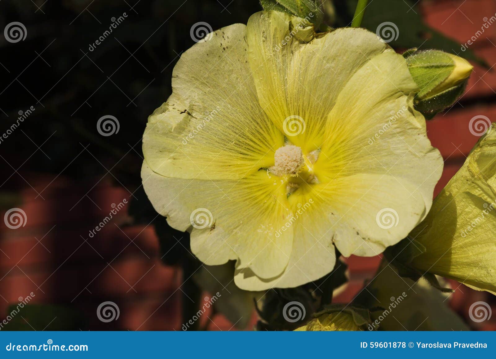 Malva amarilla foto de archivo. Imagen de hollyhock, fondo - 59601878, image size:1600x1157