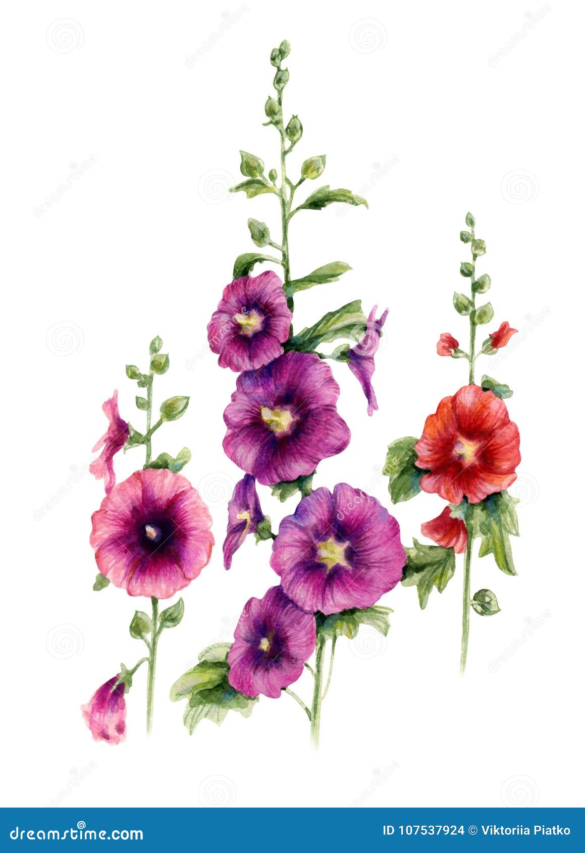 malva flowers. watercolor botanical .