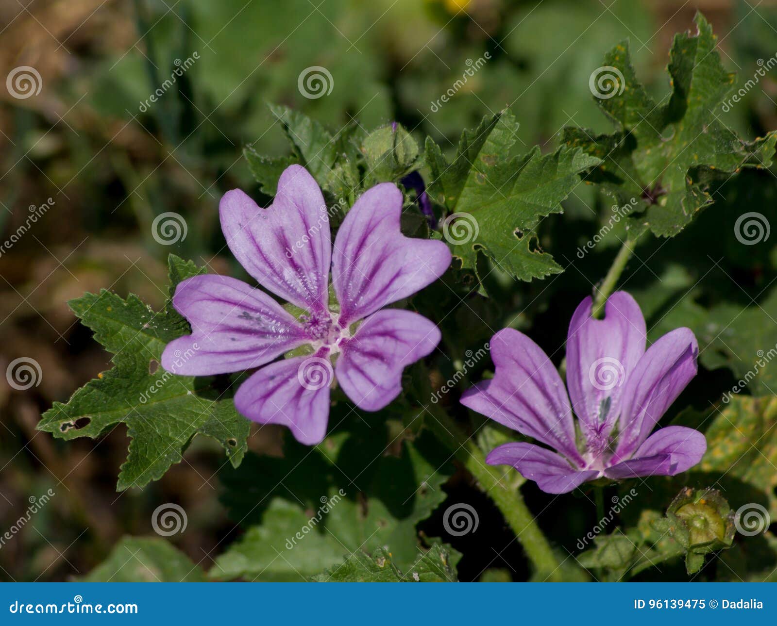 malva neglecta & x28;malva neglecta& x29;.