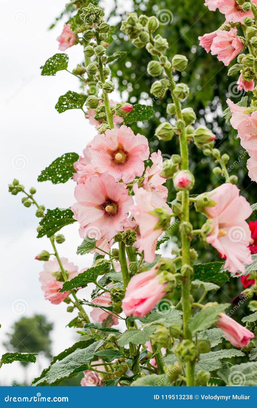 Malva Rosada En Un Jardín De Flores Flowers_ Ucraniano Hermoso Foto de  archivo - Imagen de rosa, parque: 119513238