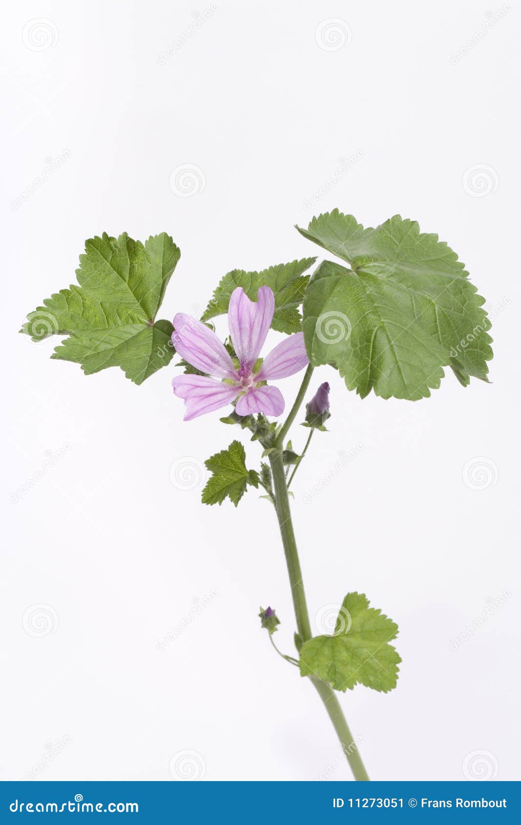 malva sylvestris with lilac flower