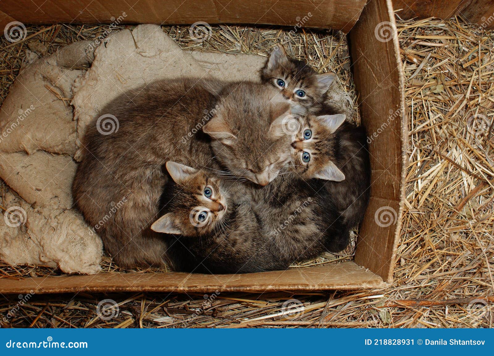 Mama Cat with Her Kittens in the Box Stock Image Image of domestic