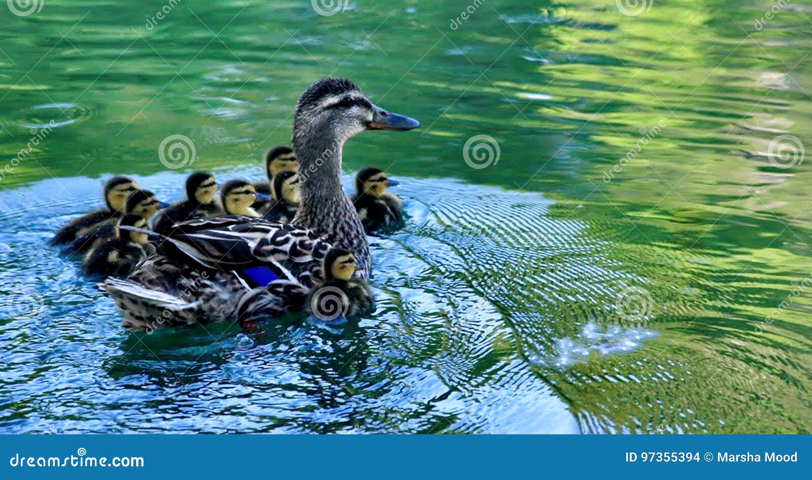 mama duck and babies