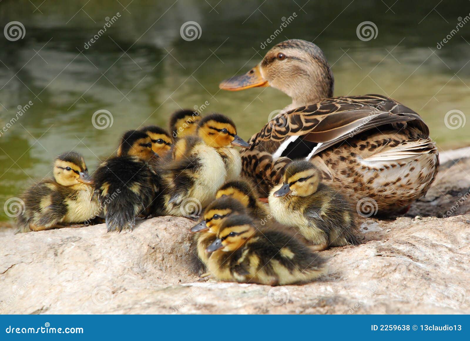 mama duck with ten baby ducks