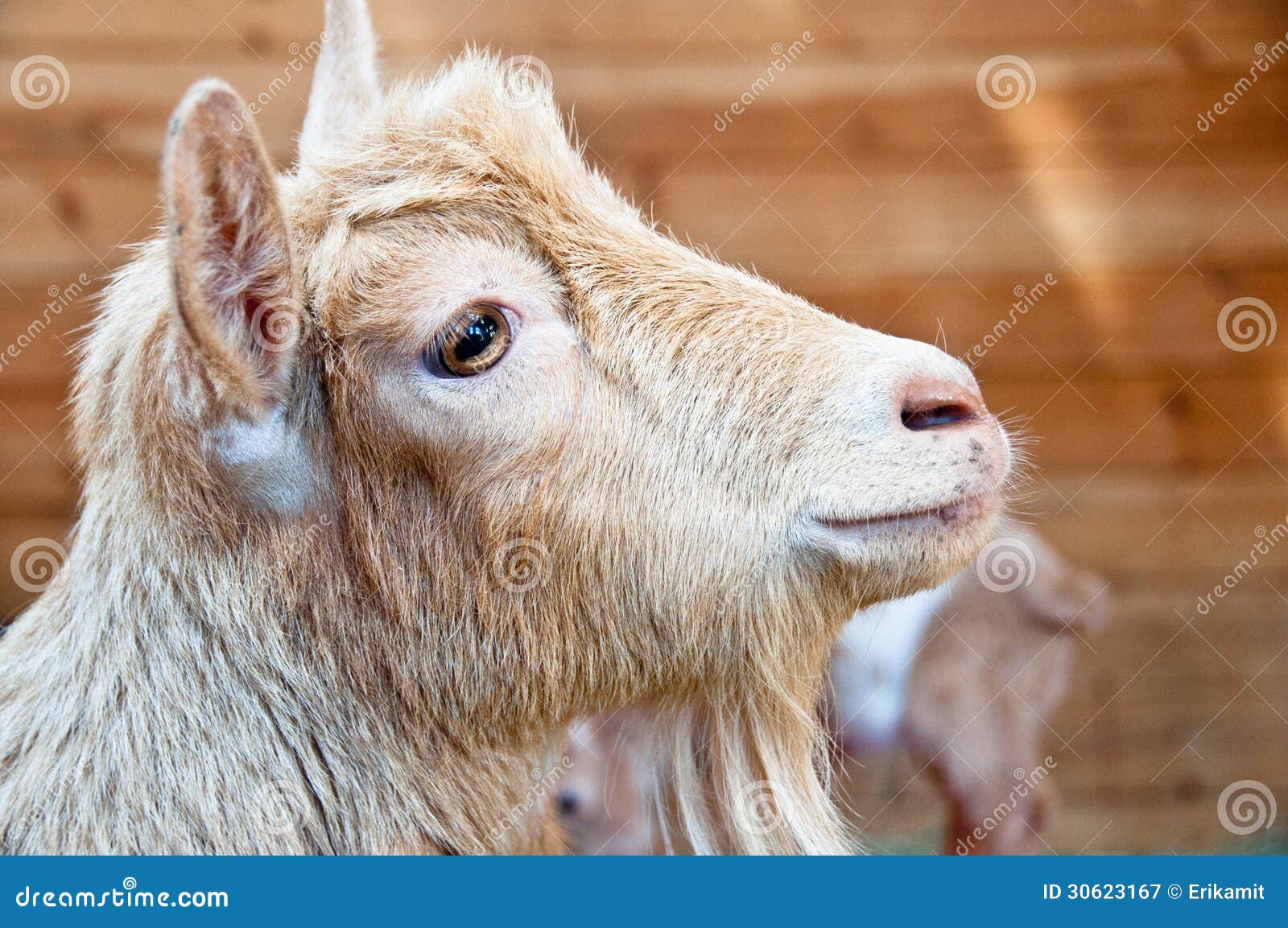 Download Mama goat and kid stock image. Image of ears, wood, young ...