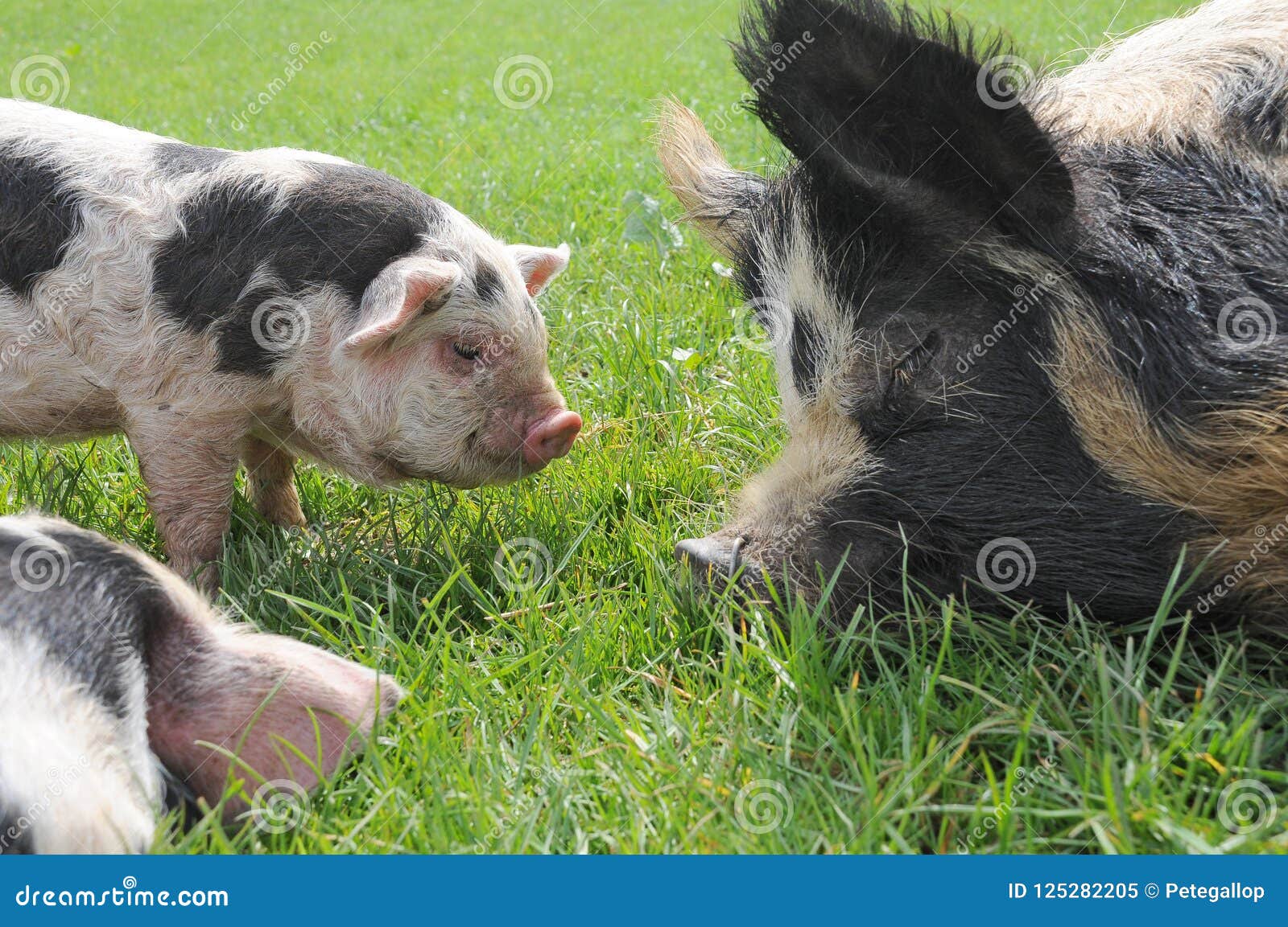 161 Baby Schweine Fotos Kostenlose Und Royalty Free Stock Fotos Von Dreamstime