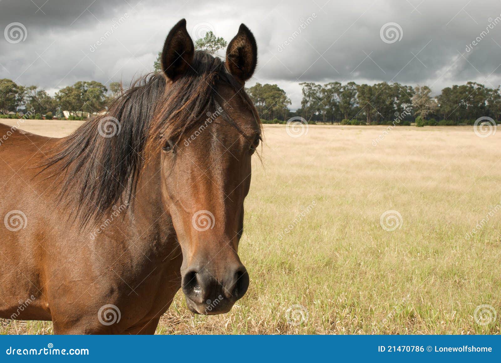 Bay Australian Stock Horse Stock Photos Free & RoyaltyFree Stock