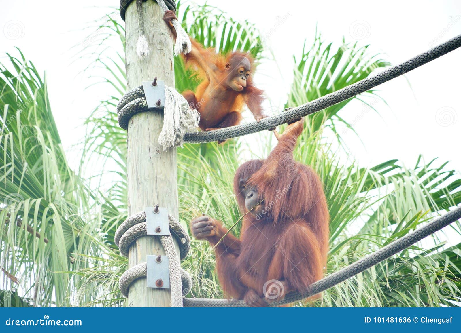 Download Mammal Orangutan Primate Ape And Her Baby Stock Photo - Image of background, brown: 101481636