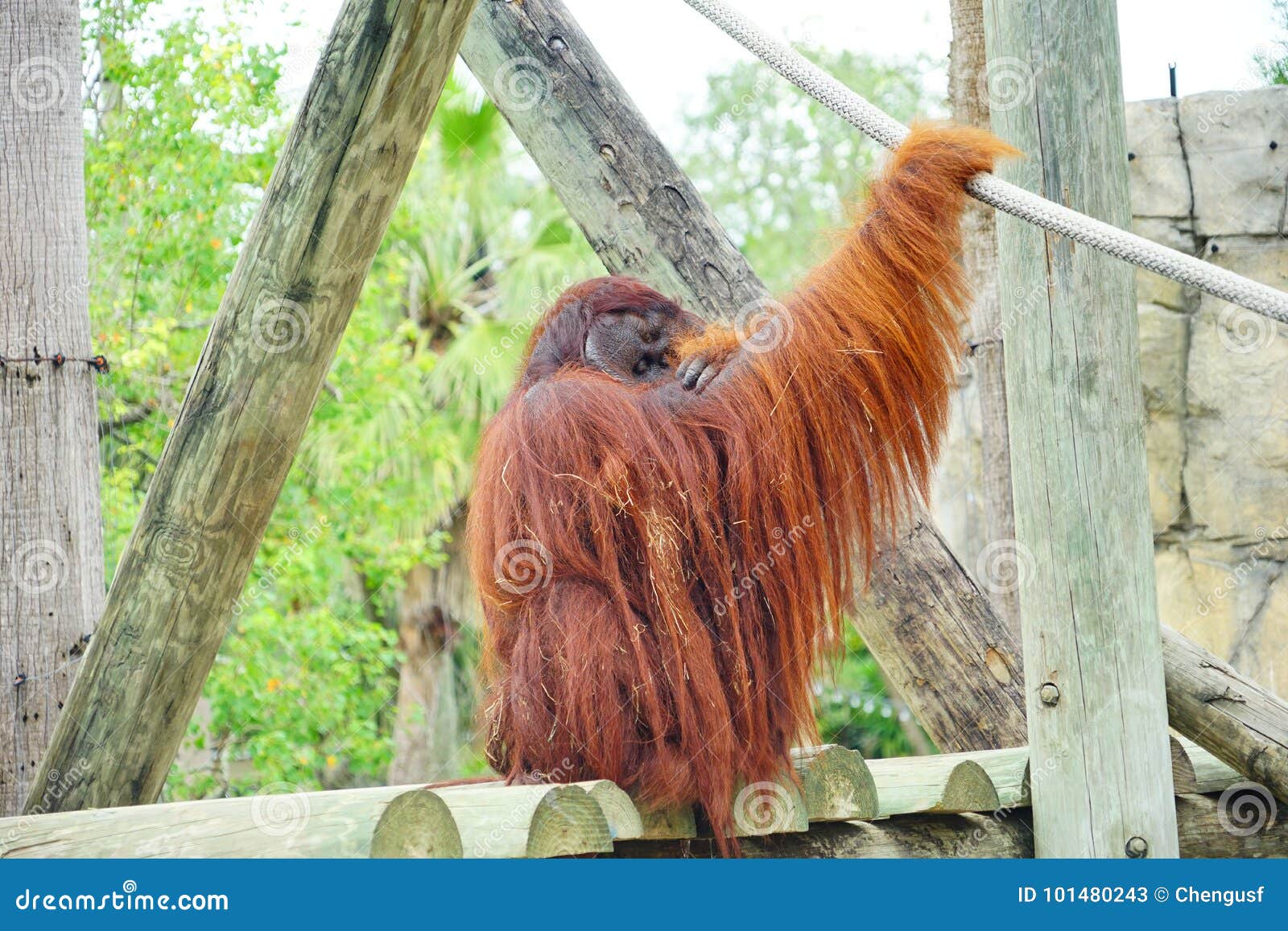 Download Mammal Orangutan Primate Ape Stock Image - Image of hair, environment: 101480243