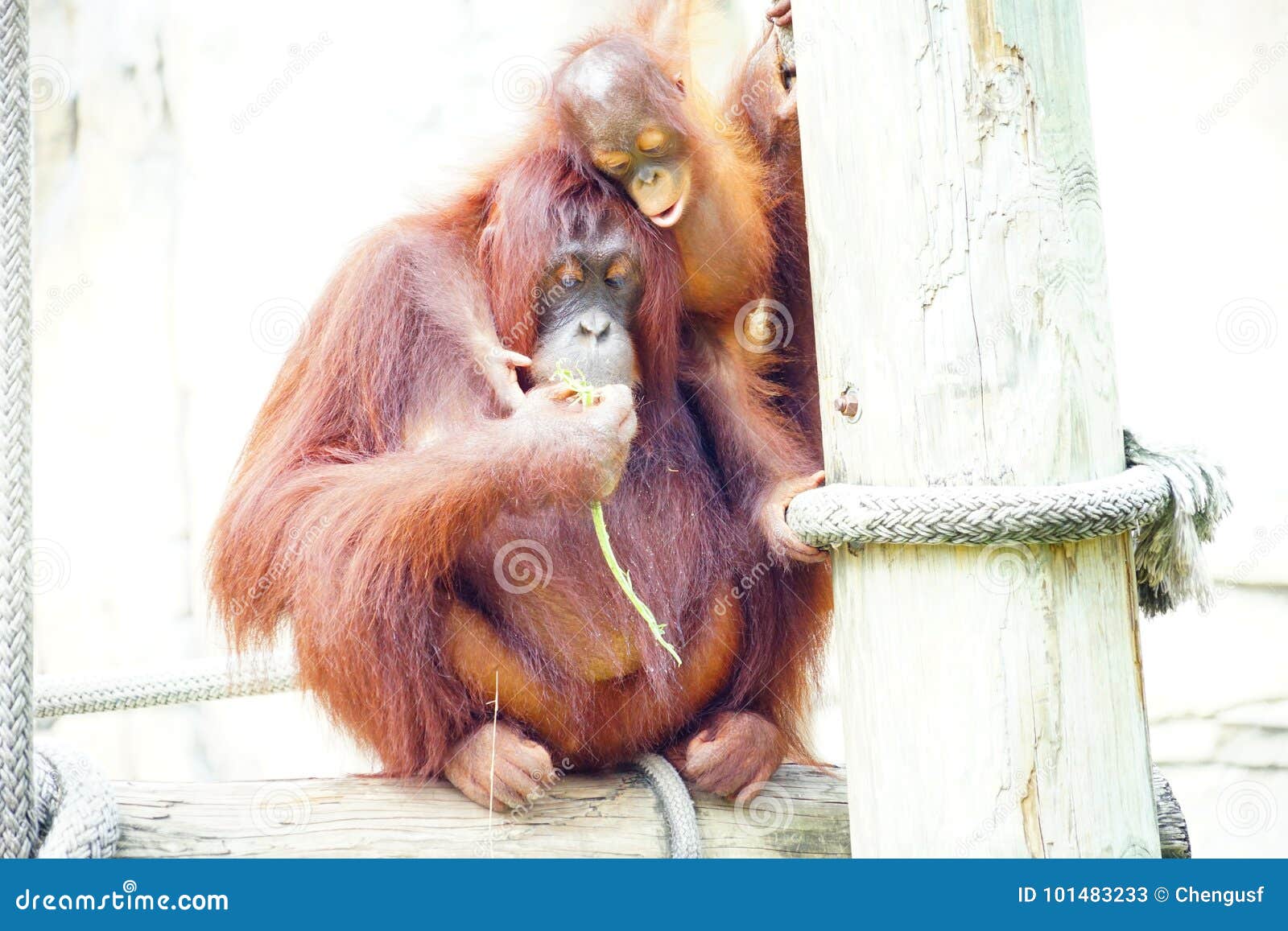 Download Mammal Orangutan Primate Ape Stock Image - Image of jungle, gestures: 101483233