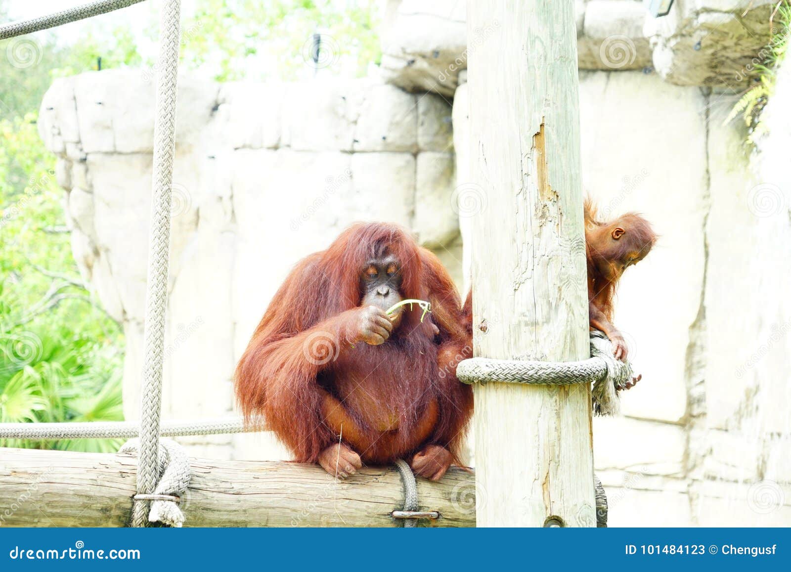 Download Mammal Orangutan Primate Ape Stock Image - Image of bonobo, climb: 101484123