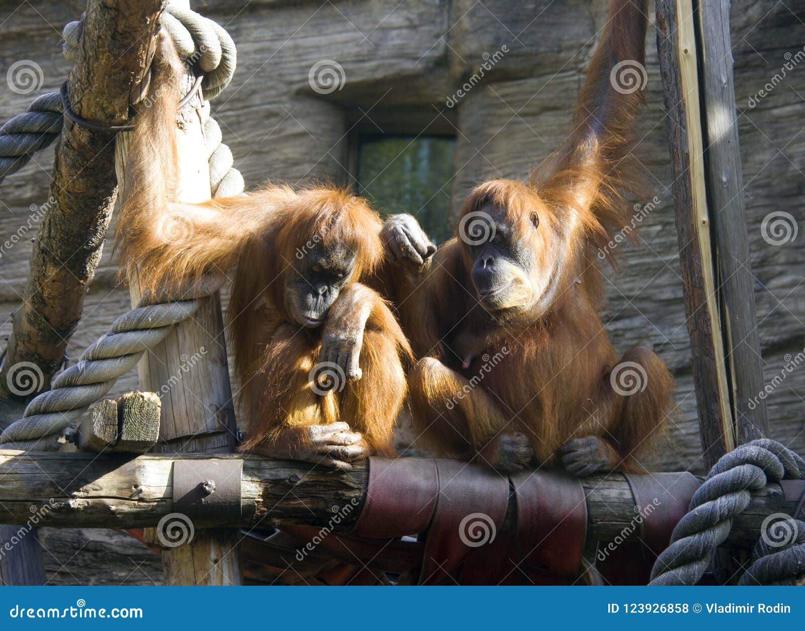 Download Mammal Orangutan Primate APE Red Brown Hair Kalimantan Stock Photo - Image of orangutan, cubs ...