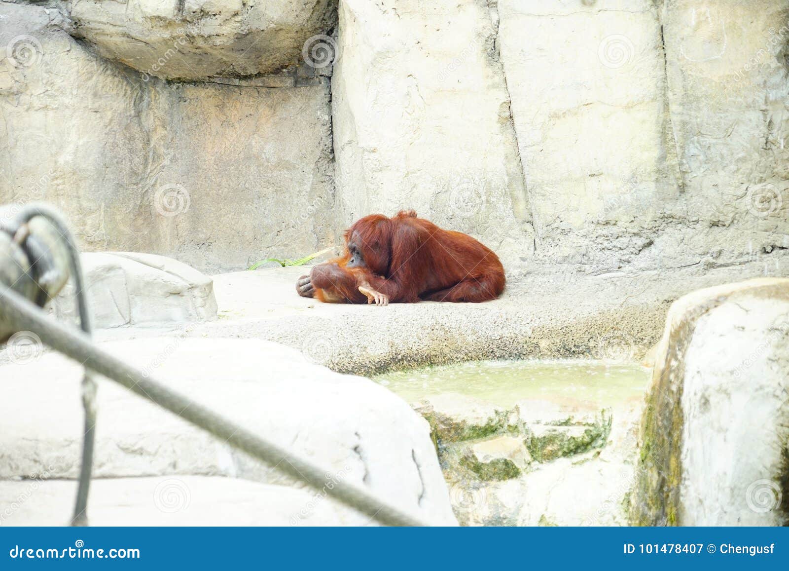 Download Mammal Orangutan Primate Ape And Her Baby Stock Image - Image of jungle, primate: 101478407