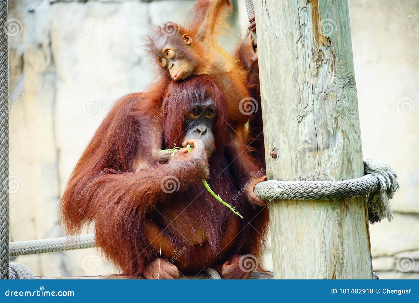 Download Mammal Orangutan Primate Ape And Her Baby Stock Photo - Image of taken, banner: 101482918