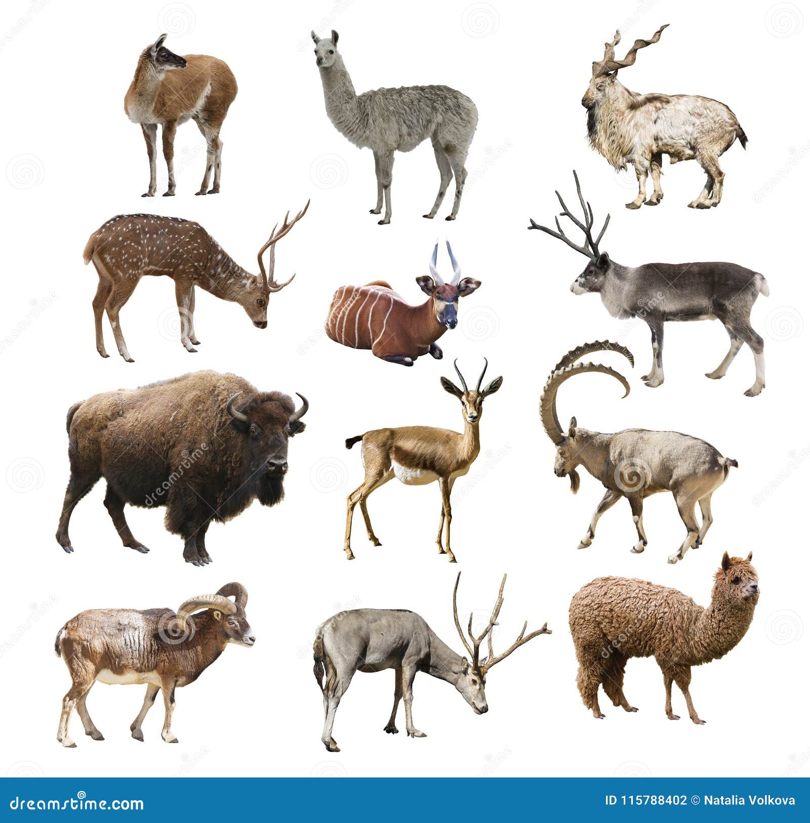 mammals artiodactyl ruminant animals on white background 