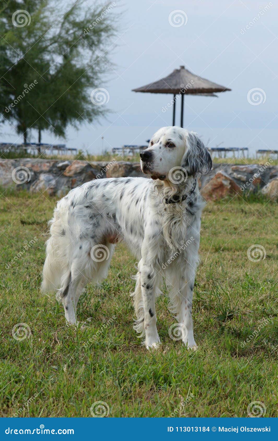 English Setter Umbrella English Setter Umbrella