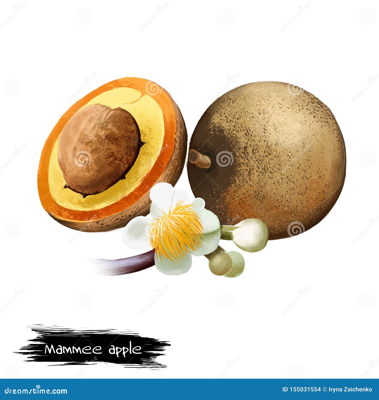 Mammee Apple Isolated, Mamey, Santo Domingo Apricot Stock Illustration
