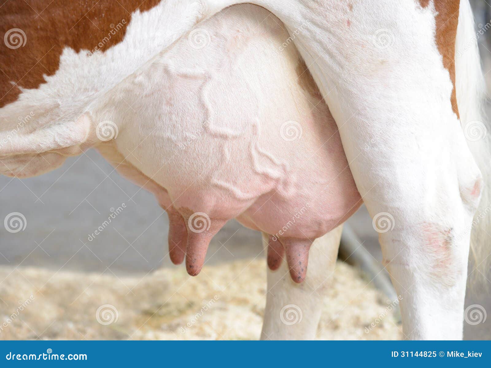 Mammella Della Mucca Immagine Stock Immagine Di Mammiferi 31144825