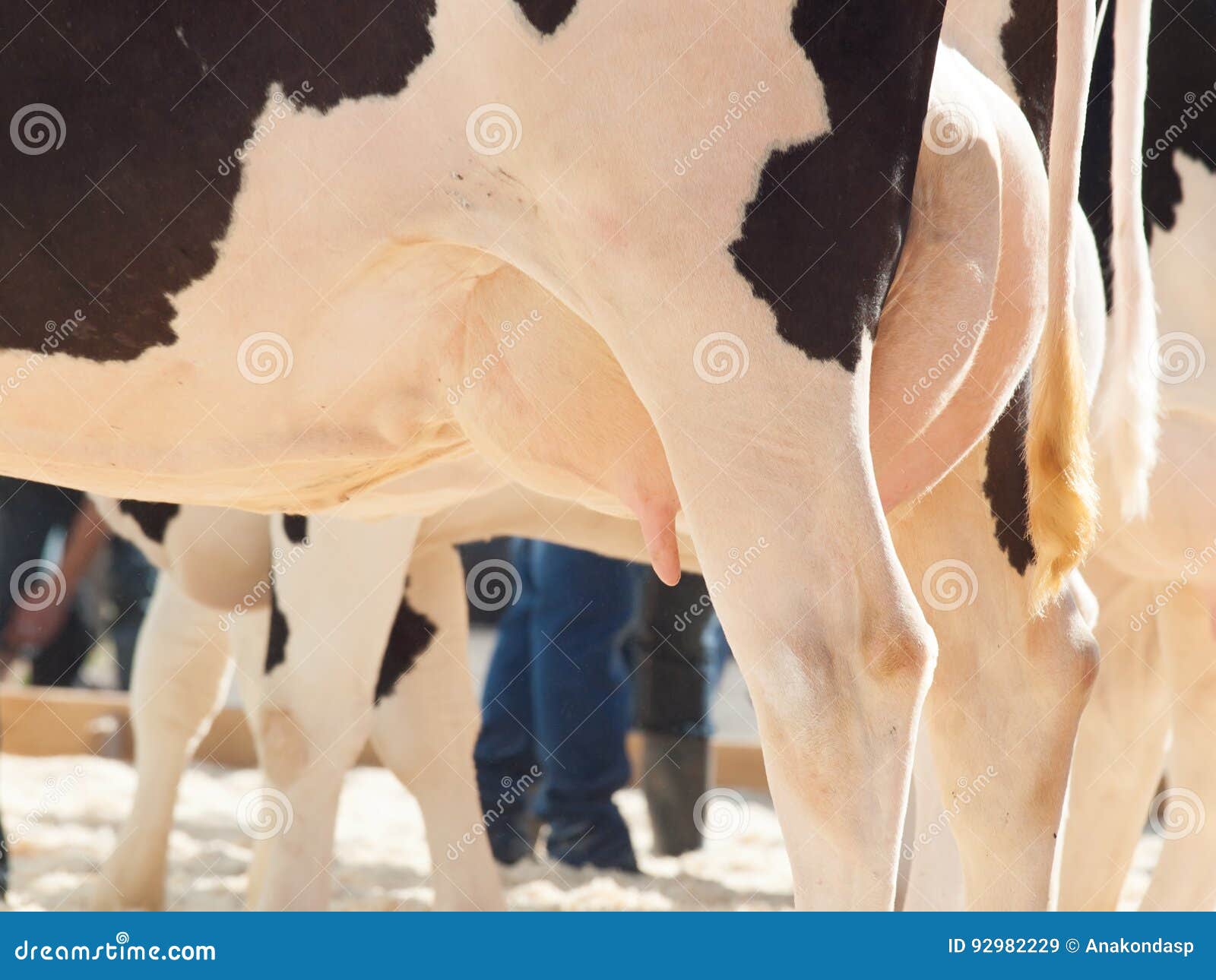 Mammelle Della Mucca Esterno Immagine Stock Immagine Di Coda Latte