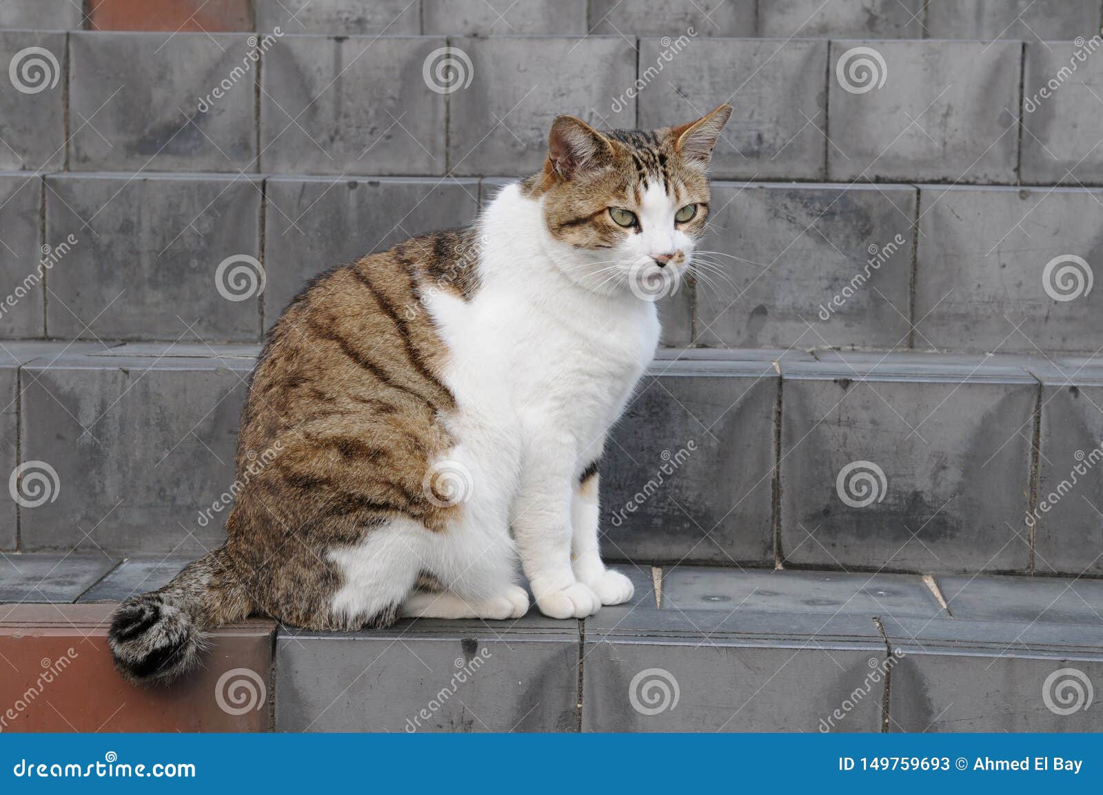 Mammiferes Animaux Merveilleux D Animaux Familiers D Un Chat Tres Beau Tres Beau De Chat Mignons Un Amusement Image Stock Image Du Familiers Beau Mammiferes Animaux Merveilleux D Animaux Familiers D Un Chat Tres Beau Tres Beau De Chat Mignons Un Amusement Image Stock Image Du Familiers Beau