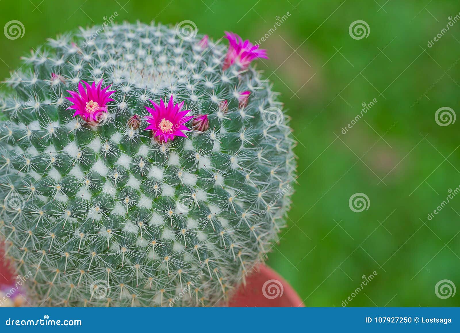 mammilla cactus flower with green background