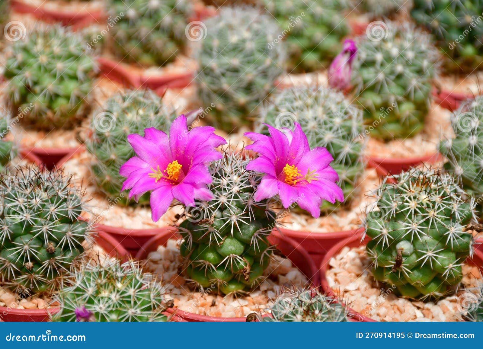 mammillalia schumanii with pink and white flowers