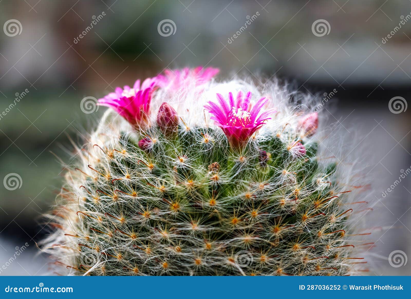 Mammillaria Benneckei, a Type of Cactus with Hook Spines There is